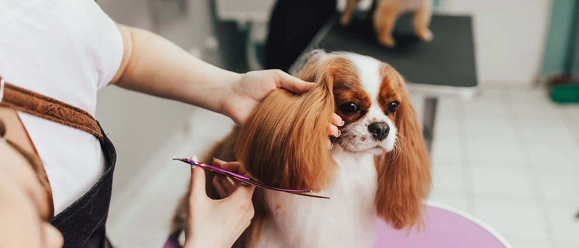 Got to trim that ear hair - Puppy getting groomed